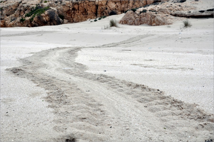 but then we noticed the huge tracks made by turtles who come to lay their eggs on the beach