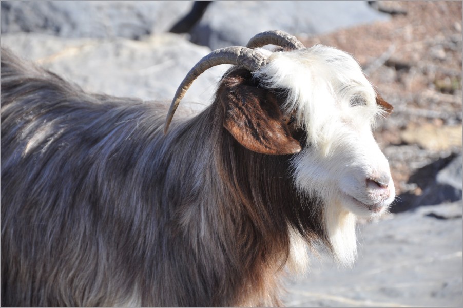 the goats tried to pinch our food...