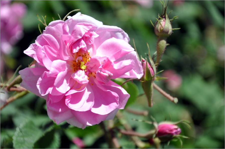 you can't imagine how intense the smell in such a village filled with wild roses is. never smelled anything like it in my life!