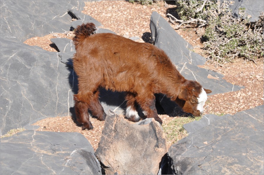 you often felt there was nobody around in the whole area... but there's always goats watching you ;)