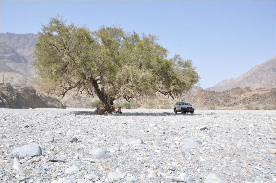 give the car a rest in the shade after all this offroading