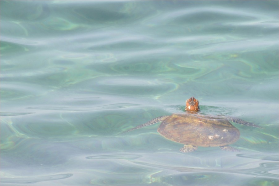 ... unfortunately no dolphins, but huge manta rays jumped out of the water all around us, and in between the turtles put their head above the water to greet us.