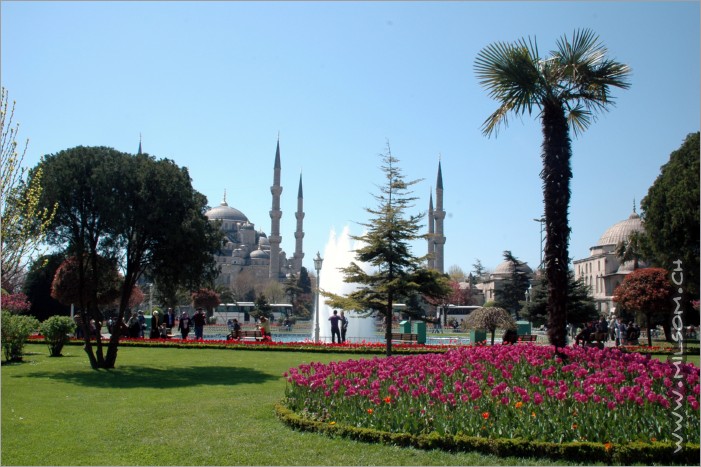 hagia sophia and beautiful flowers