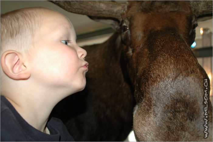 kissing the king of the forest