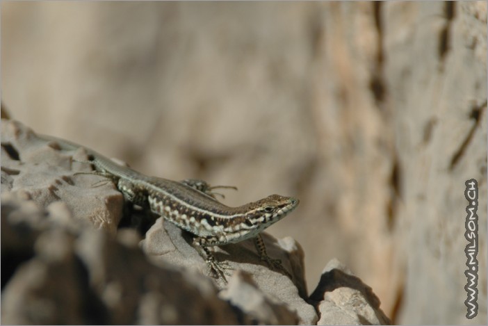 cute lizards everywhere