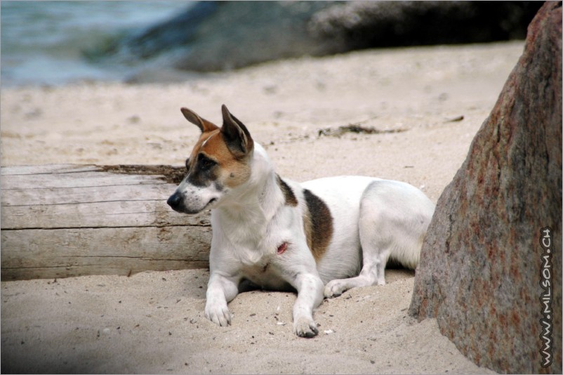 our personal watchdog, guarding our bungalow every night!