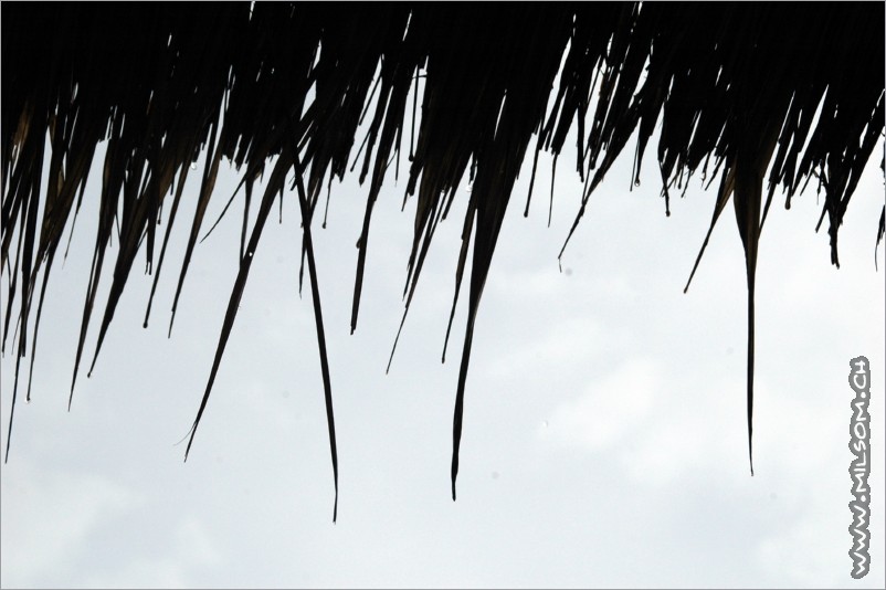 rain every where, and the roofs are often only made of straw